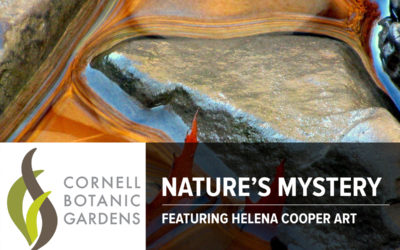 Nature’s Mystery at the Cornell Botanic Gardens